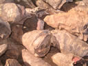 GCM82.jpg