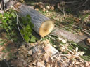 GCM2_104.jpg