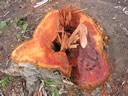 GCM2_110.jpg