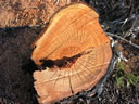 GCM2_116.jpg
