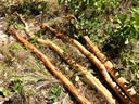 GCM2_129.jpg