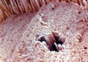 GCM2_64.jpg