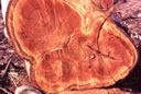 GCM2_78.jpg