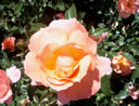 GCMA55.jpg