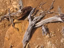 GCA2_04.jpg