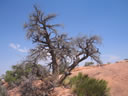 GCA2_114.jpg