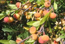 GCA2_120.jpg