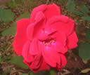 GCA2_157.jpg