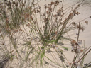 GCA2_47.jpg