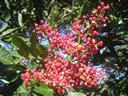 GCA2_71.jpg
