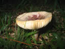 GCA2_73.jpg