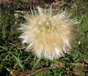 GCA2_75.jpg