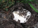 GCA2_84.jpg