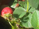 GCA2_91.jpg