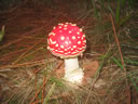 GCA3_102.jpg