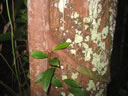 GCA3_111.jpg