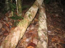GCA3_113.jpg