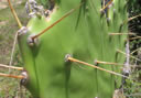 GCA3_132.jpg