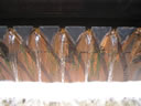 GCA3_140.jpg