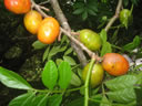 GCA3_143.jpg
