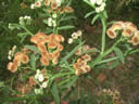 GCA3_147.jpg