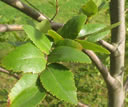 GCA3_156.jpg