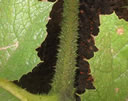 GCA3_157.jpg