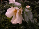 GCA3_44.jpg
