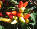 GCA3_95.jpg