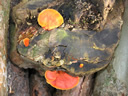 GCA5_120.jpg