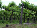 GCA5_55.jpg