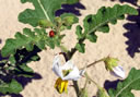 GCA5_74.jpg