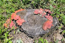 GCA5_77.jpg