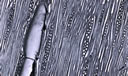 M1008.jpg