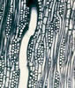 M1020.jpg
