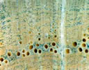 M655.jpg