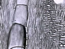 M801.jpg